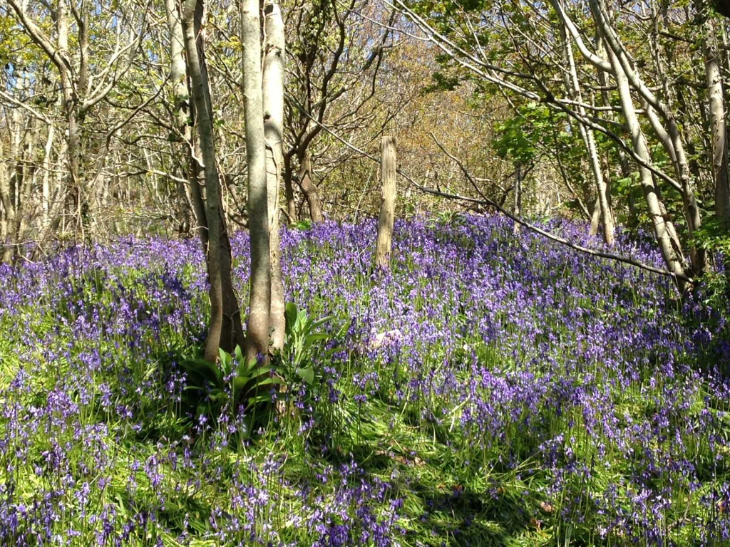 bluebell walk mottistone