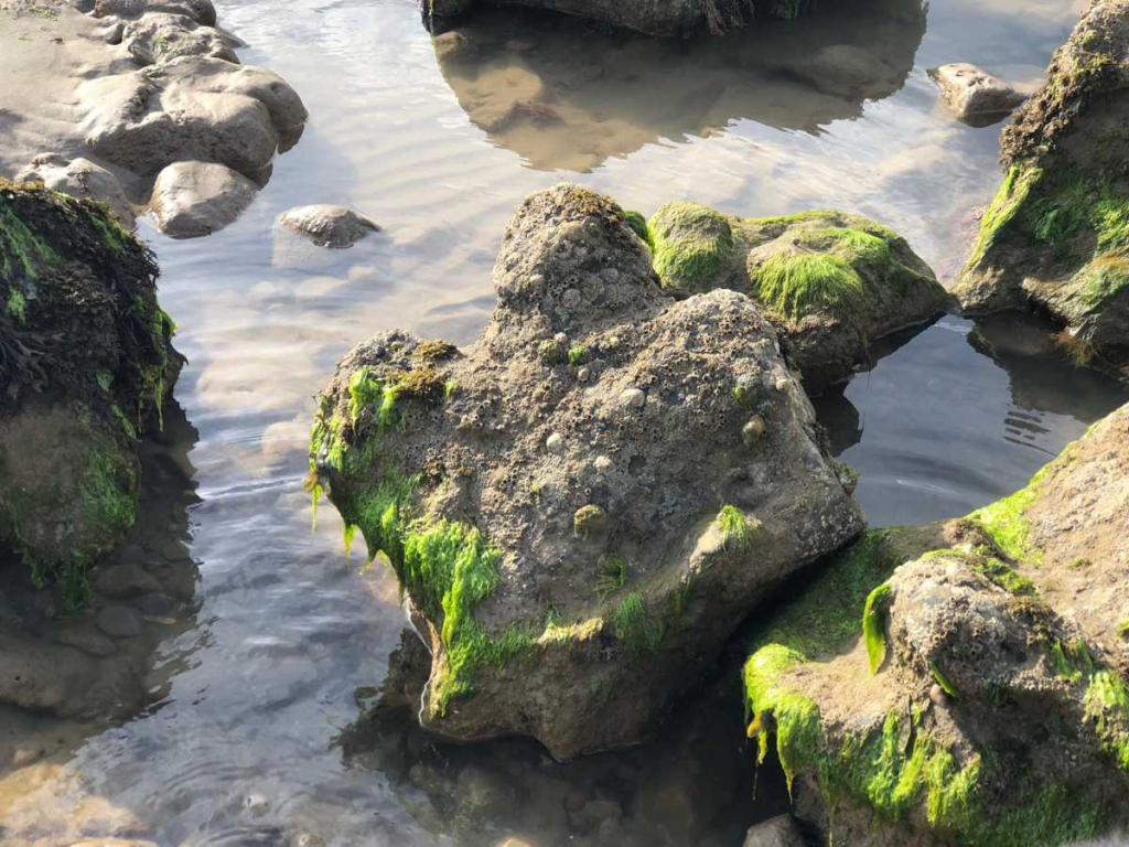 dinosaur footprint at brook beach